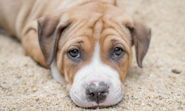 SIGN: Stop Importing Mutilated, Sick, and Infant Puppies & Kittens Into the UK