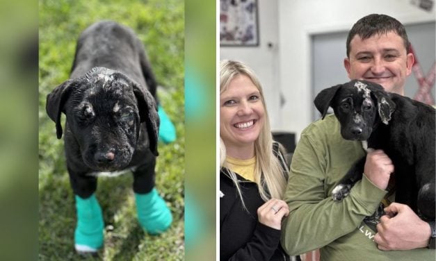 Brave Puppy Burned in House Fire Adopted by Firefighter