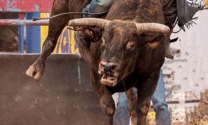 a frightened bull at a rodeo