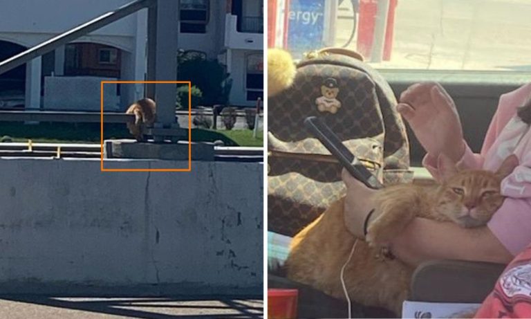 Stranded Cat Rescued from Expressway Median by Kind TX Transportation ...