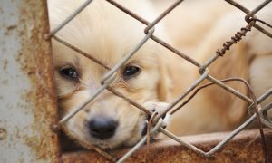 golden retriever puppy in cage