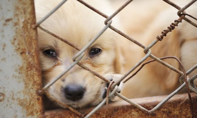 SIGN: Pass ‘Goldie’s Act’ to Stop Dogs From Dying in USDA-Licensed Puppy Mills