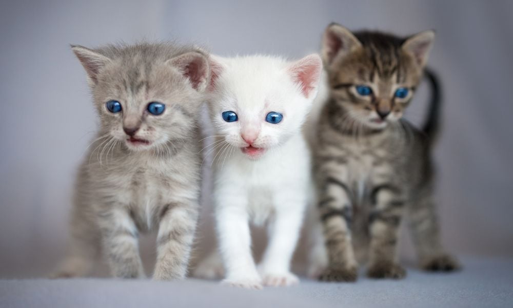 3 kittens distressed