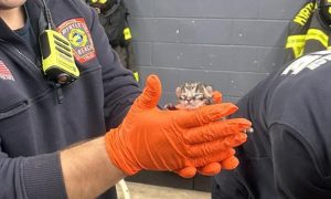 kitten in hand of firefighter