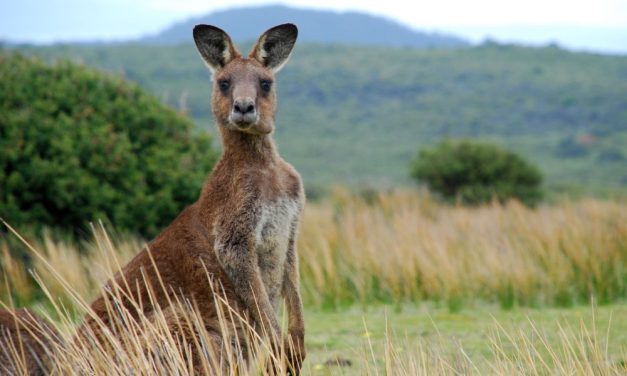 Kangaroos Crossing the Road in the Outback a Little Safer Thanks to ‘RooBadge’