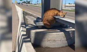 Cat on expressway median