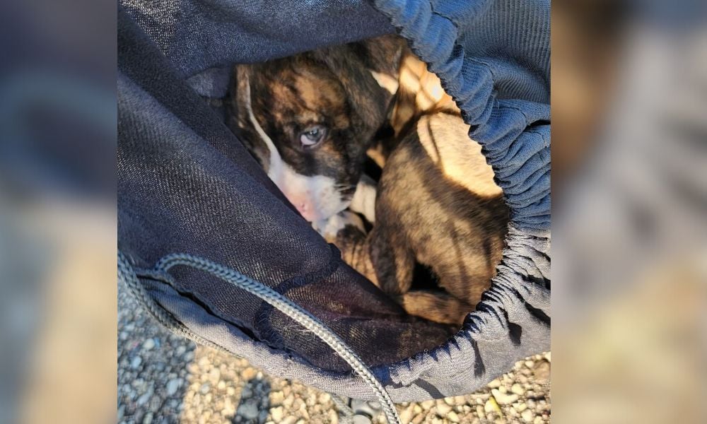 SIGN: Justice for Puppy Found in a Tightly-Tied Bag and Dumped in a Park