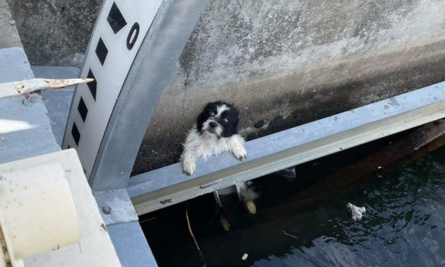 Stray Dog Rescued After Getting Stuck in a Bridge Over a Canal