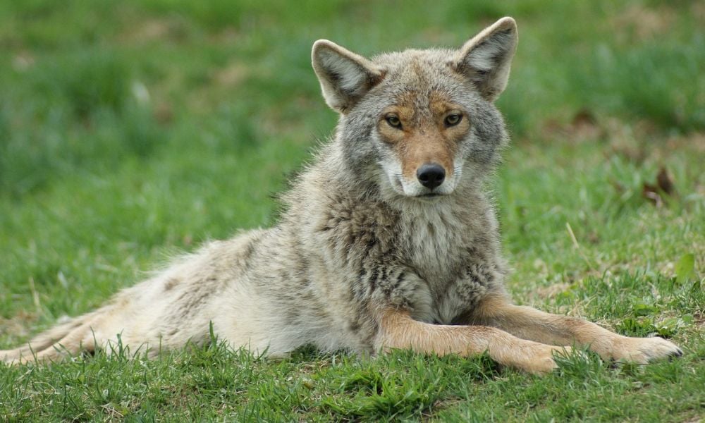 coyote in grass