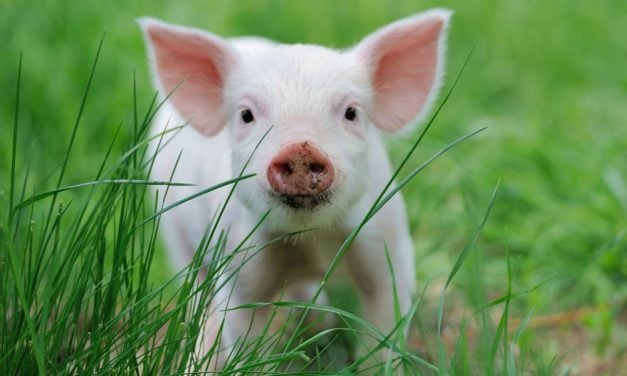 Piglet Who Avoided Slaughterhouse Finds His New Forever Home