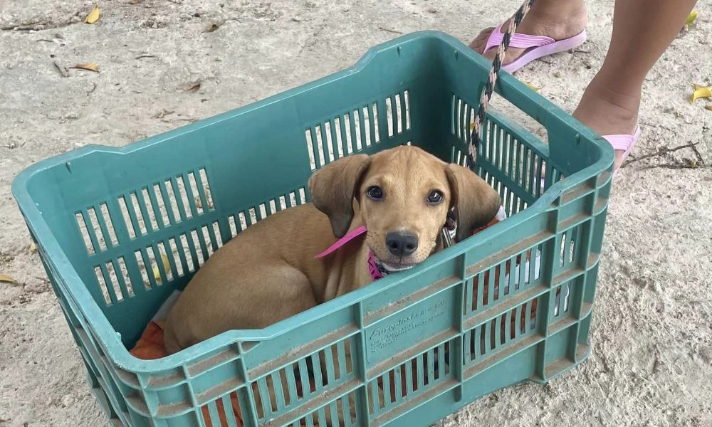 dog waiting for care in crate