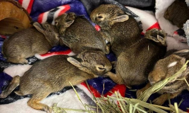 SIGN: Justice for Baby Rabbits Tied in Plastic Bag and Thrown From Car