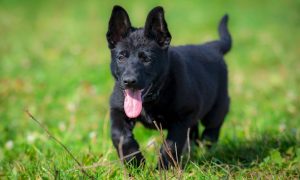 happy black shepherd puppy on grass