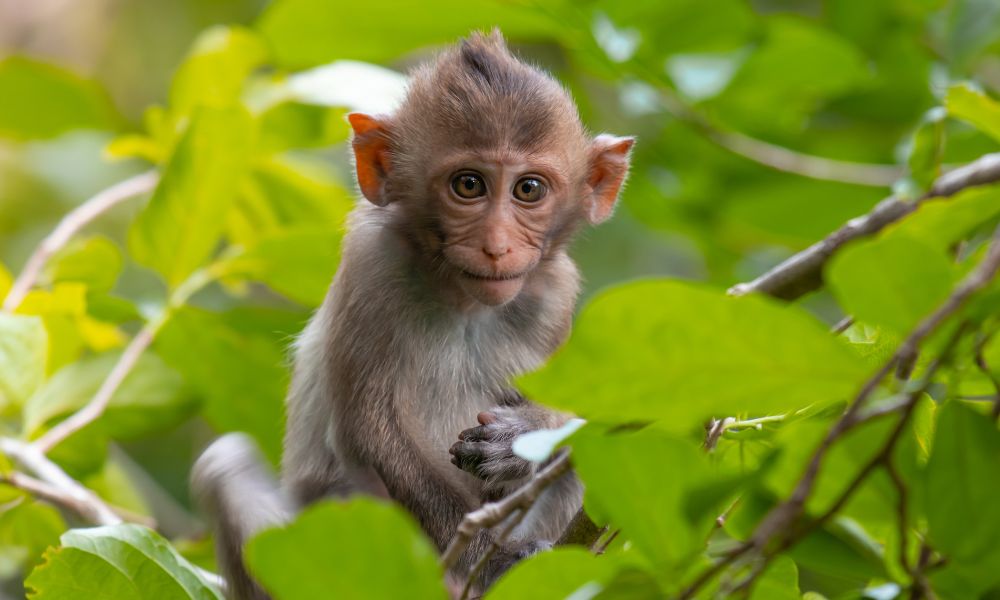 baby monkey in tree