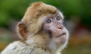 hopeful macaque monkey