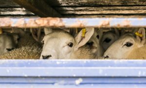 live transport of sheep