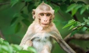 monkey in dark green trees