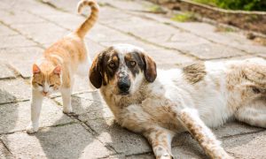 dog and cat together outdoors