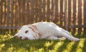 sad dog laying in front of a fence in grass