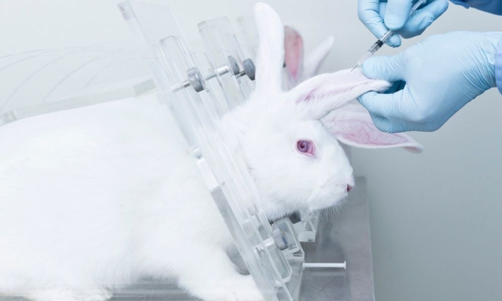 rabbit in animal testing lab