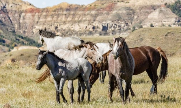 Wild Horses Free to Roam Roosevelt National Park in ND for Immediate Future