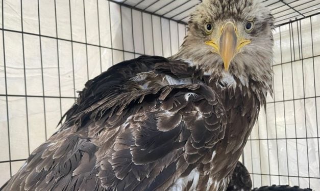 Rescued Bald Eagle Recovering From Lead Poisoning