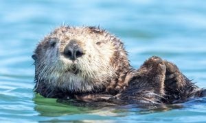 Sea Otter Swimming On Back