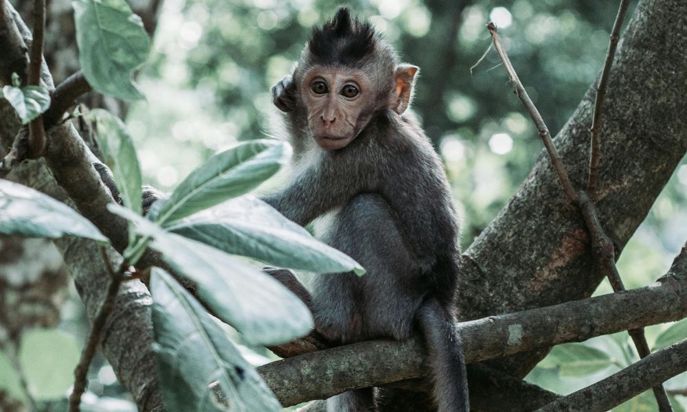 Baby Macaque In Tree