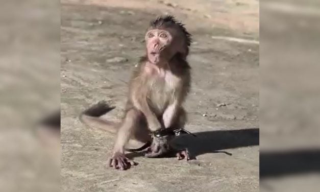 New Report Reveals the Short, Tragic Lives of Two Baby Monkeys Tortured and Sexually Abused For Facebook Videos