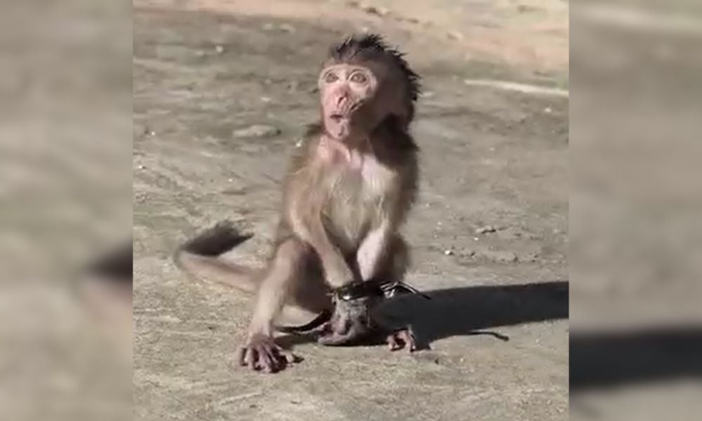 baby monkey tortured