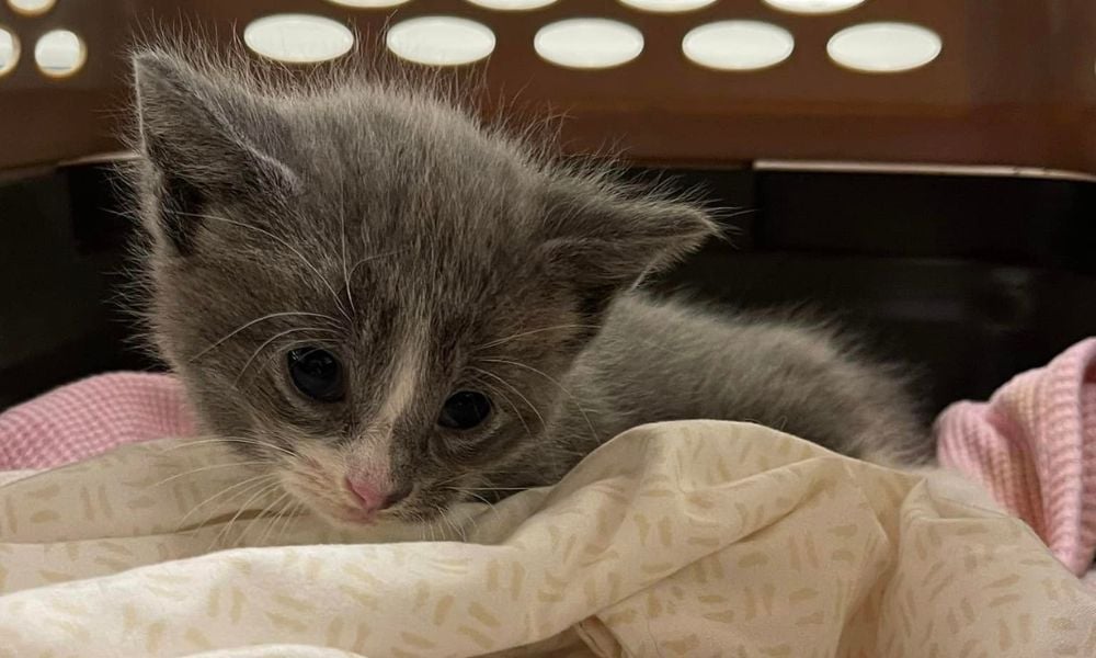Sad kitten in carrier