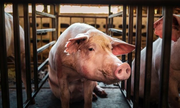 SIGN: Reject Bill That Would Remove Protections for Farmed Animals