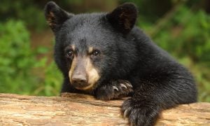 a young black bear looks over a log