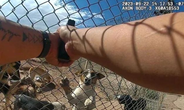 SIGN: Urge Arizona County to Help Abandoned, Starving Dogs Instead of Shooting Them Dead