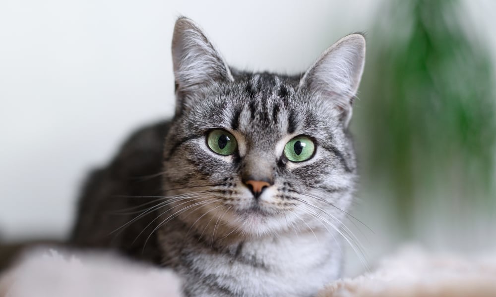 tabby cat with green eyes
