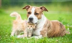 A tiny orange kitten stands under a brown and white dog. They are cuddling close on grass.