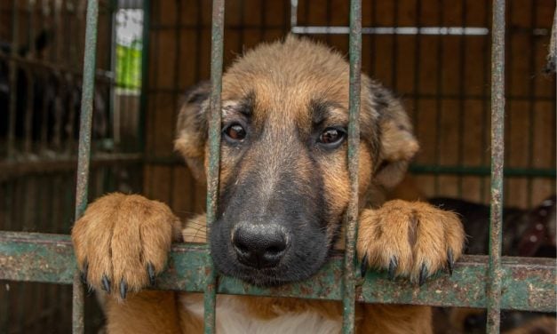 SIGN: Justice for 87 Dogs and Cats Found Dead in a Freezer