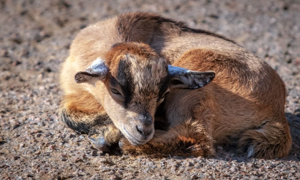 goat sad laying on ground