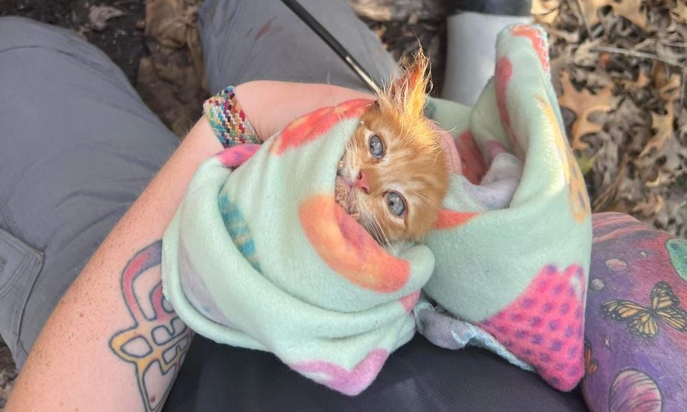 kitten in blanket after rescue looking at camera