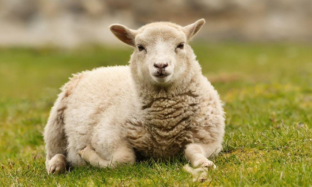 sheep laying in grass outdoors