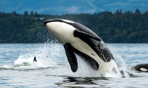 wild orca jumping out of water