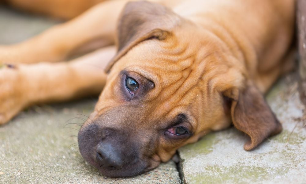 puppy laying on ground with sad eyes