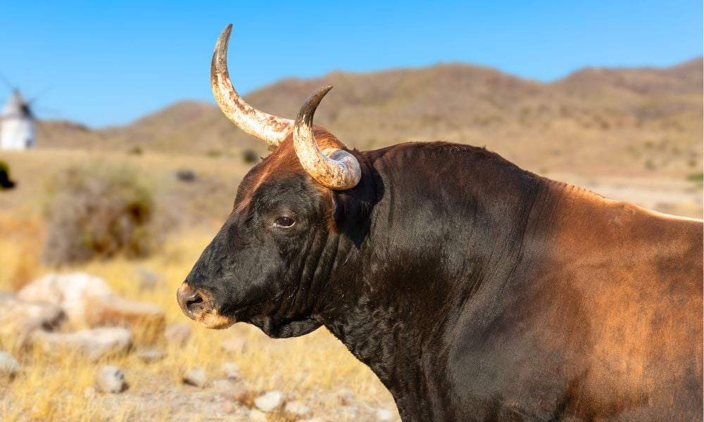 spanish bull outdoors
