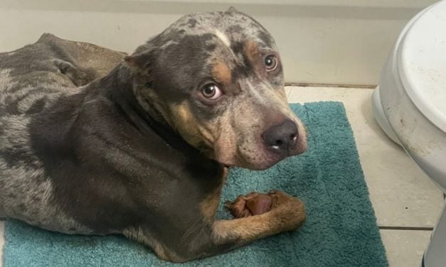 SIGN: Justice For Wounded, Emaciated Dog Left in Cage of Feces as Alleged ‘Punishment’
