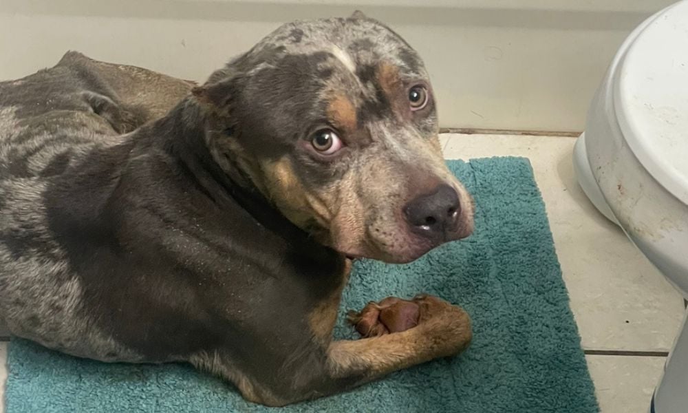 SIGN: Justice For Wounded, Emaciated Dog Left in Cage of Feces as Alleged ‘Punishment’