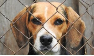 beagle behind fence