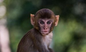 baby macaque monkey