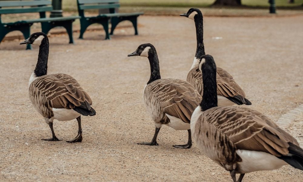 Geese walking in a park