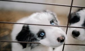 Blue-eyed, black and white puppy in cage