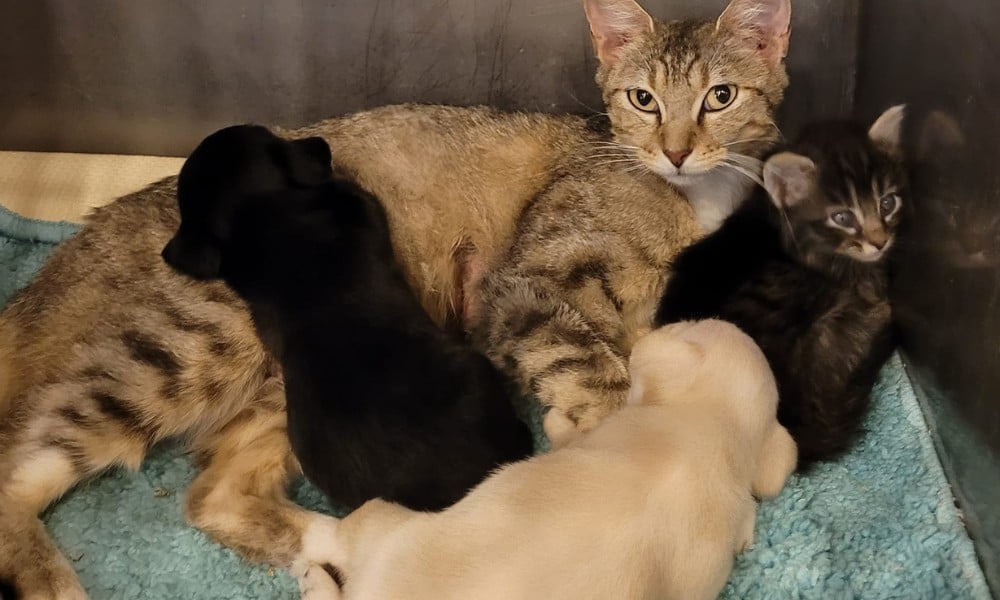 Mama Cat Adopts Orphaned Shelter Puppies as Her Own